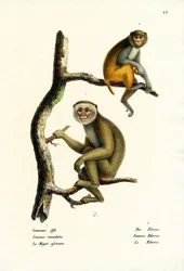 Barbary Macaque